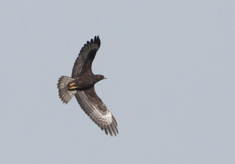 Aiuto per identificazione rapace in mobbing